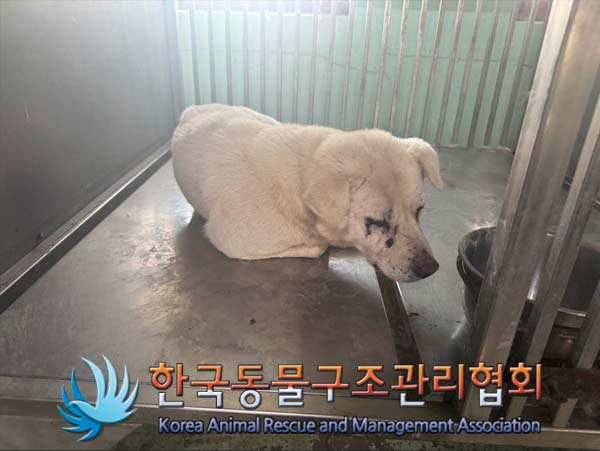 종료(안락사) 믹스…